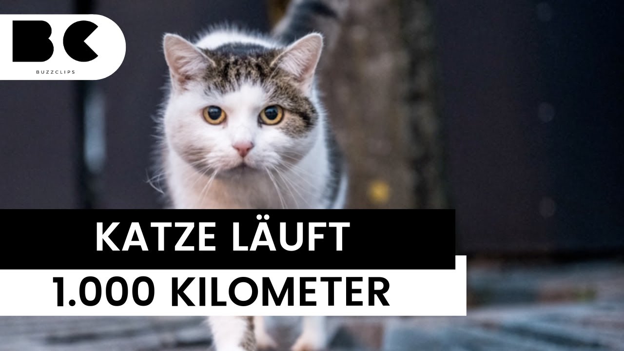 Wieviel Km Läuft Eine Katze Am Tag Fast 1.000 Kilometer gelaufen: Katze sucht verzweifelt nach Besitzerin
