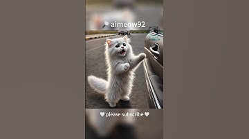 Cô bé quên con mèo của mình trong công viên! Liệu mèo con lạc lối này có thể tìm đường về nhà không?