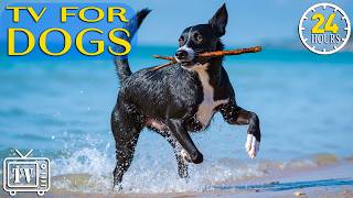 Dog TV: Anxious Dog Try This: Relaxing Dog TV & Calming Music for Home Alone Dogs + Video Dogs