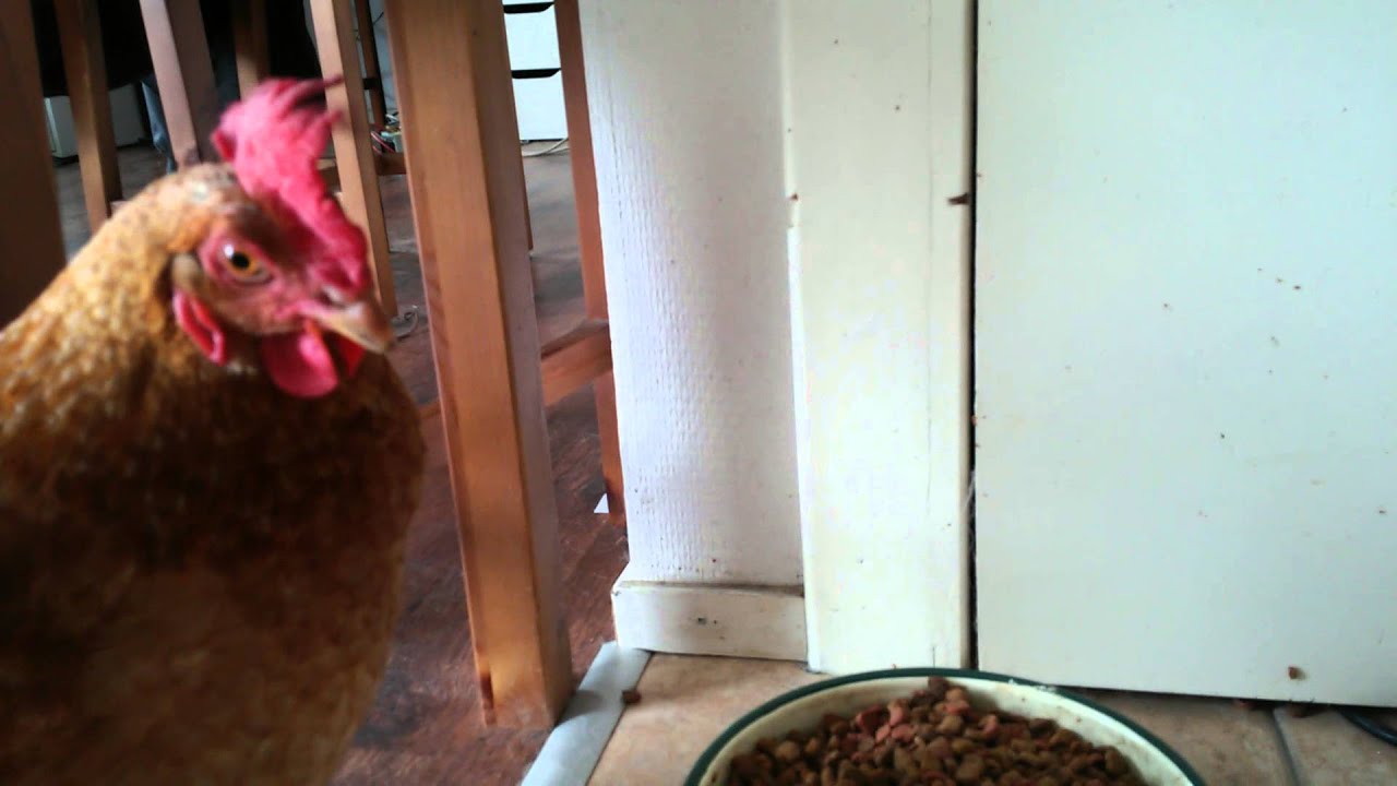 Brutal chicken steals catfood.