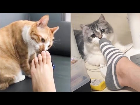 웃기는 고양이 동영상 | 웃긴 고양이 동영상 모음 입니다