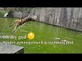 Group monkey swimming well in deep water || monkey swimming and diving in monkey swimming pool