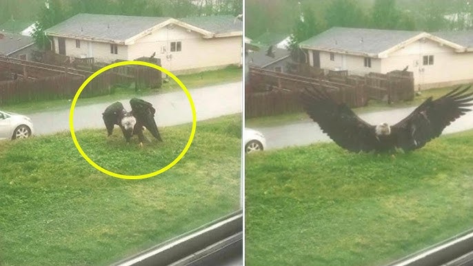 Giant Eagle Lands at Man's Doorstep - What Happened Next Is Not For The Faint Of Heart! - YouTube