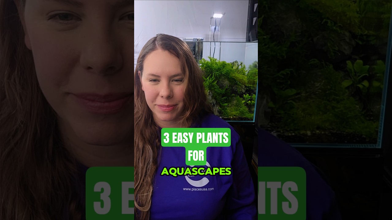 3 EASY plants for Aquascaping #aquascape #tips #easy #aquarium #plantedtank