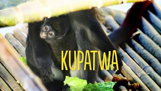 Baby Monkey Business
