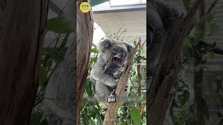 Bí Mật Đằng Sau Giấc Ngủ Dài 20 Giờ Của Loài Koala!
