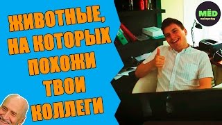 Животные, на которых похожи твои коллеги