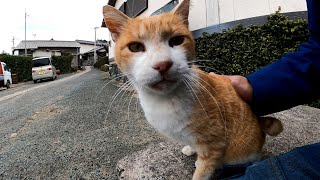 野良猫のゴロゴロ音が大音量過ぎる
