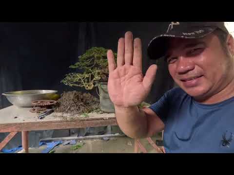 ANU ANG PALATANDAAN NA ROOT BOUNDED NA ANG HALAMAN?