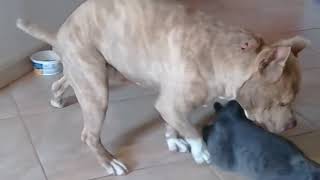 Amazing  mating between dog and cat   Apareamiento raro entre perro y gato