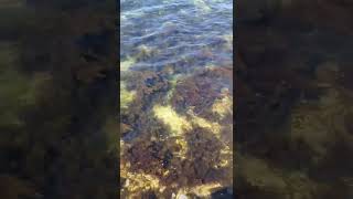 Крым. Черноморское пгт. Центральный причал