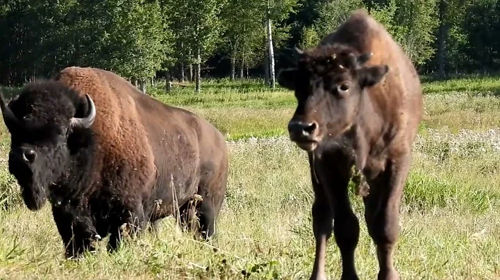 Where the Buffalo Roam (Watching Bison at Elk Island National Park)