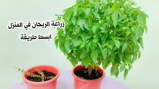 أسهل طريقة لزراعة الريحان في المنزل من ألاف الي الياء #الزراعة_في_المنزل