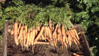 Harvesting and Storing Carrots From Your Garden