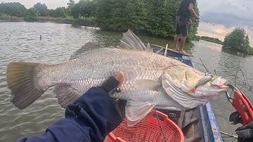 Câu lure cá chẽm bình đại - đã thấy mặt được con cá chẽm đầm anh Tèo ( người vận chuyển) đê đông 