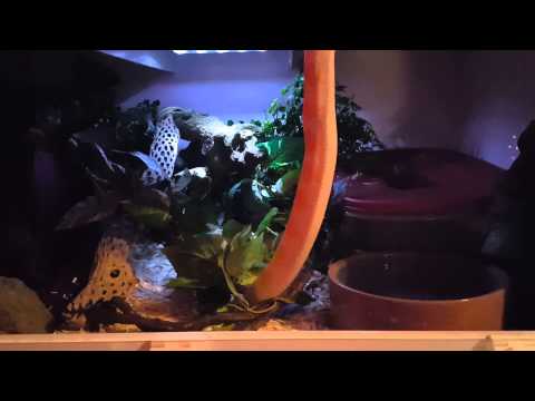 Reticulated python enclosure