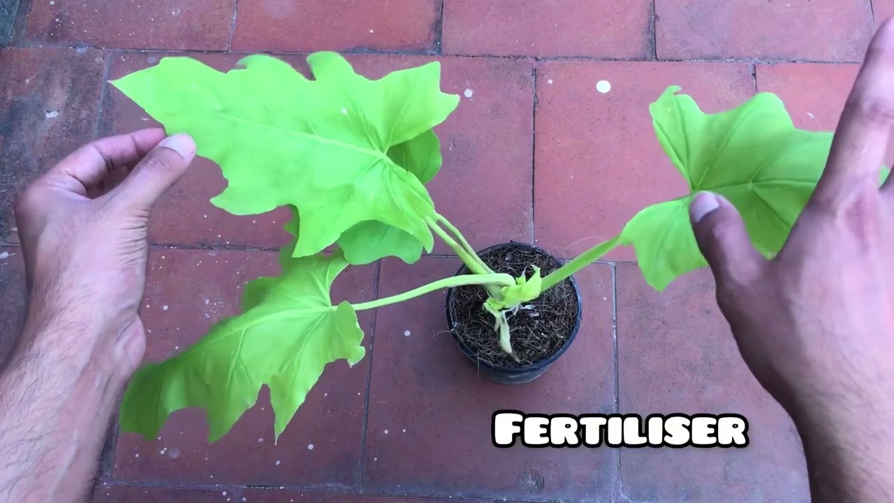 PHILODENDRON WARSCEWICZII