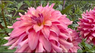 Pink Dahlias , Swan Island Dahlia farm,  Canby , Oregon