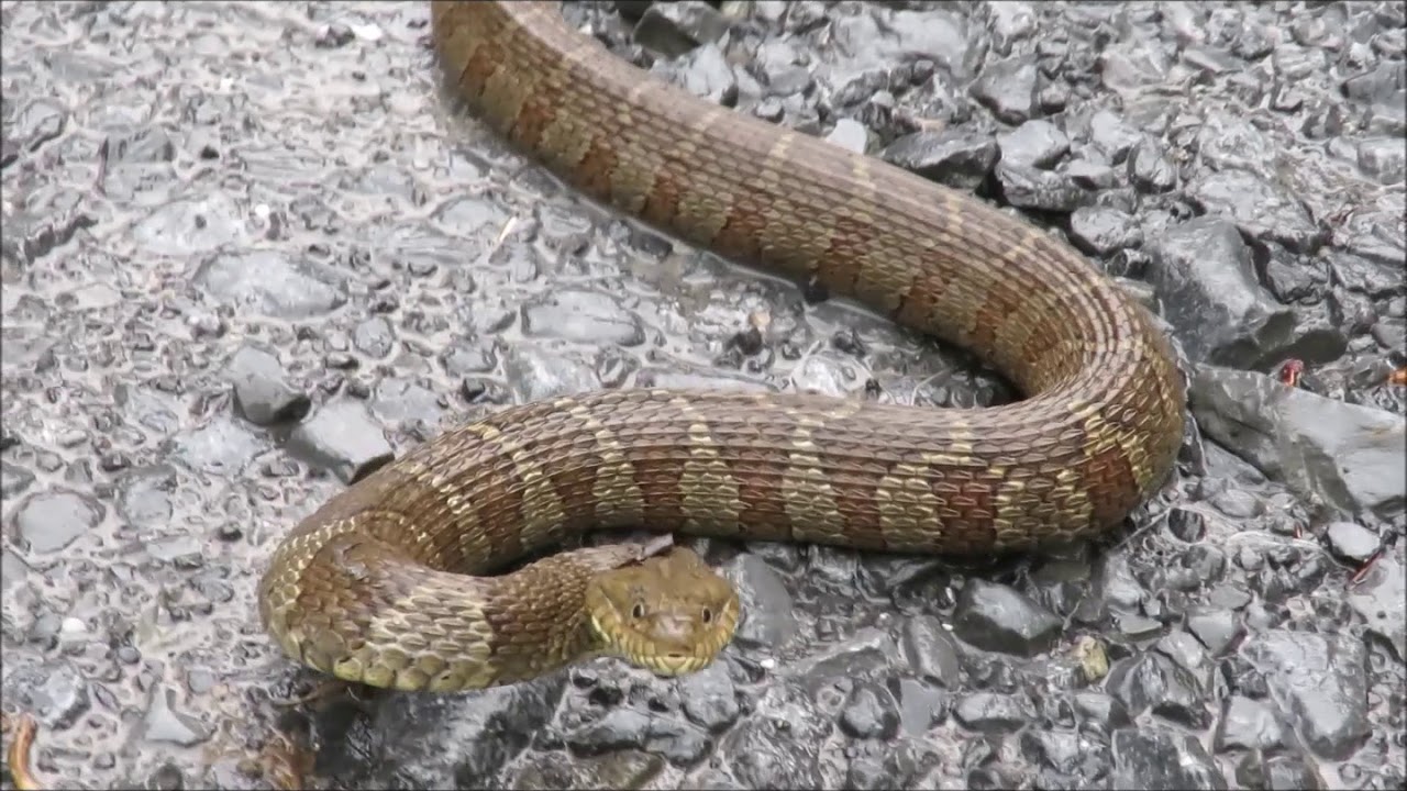 Water Snake 6 20 18 By Spring Creek In Pa Youtube