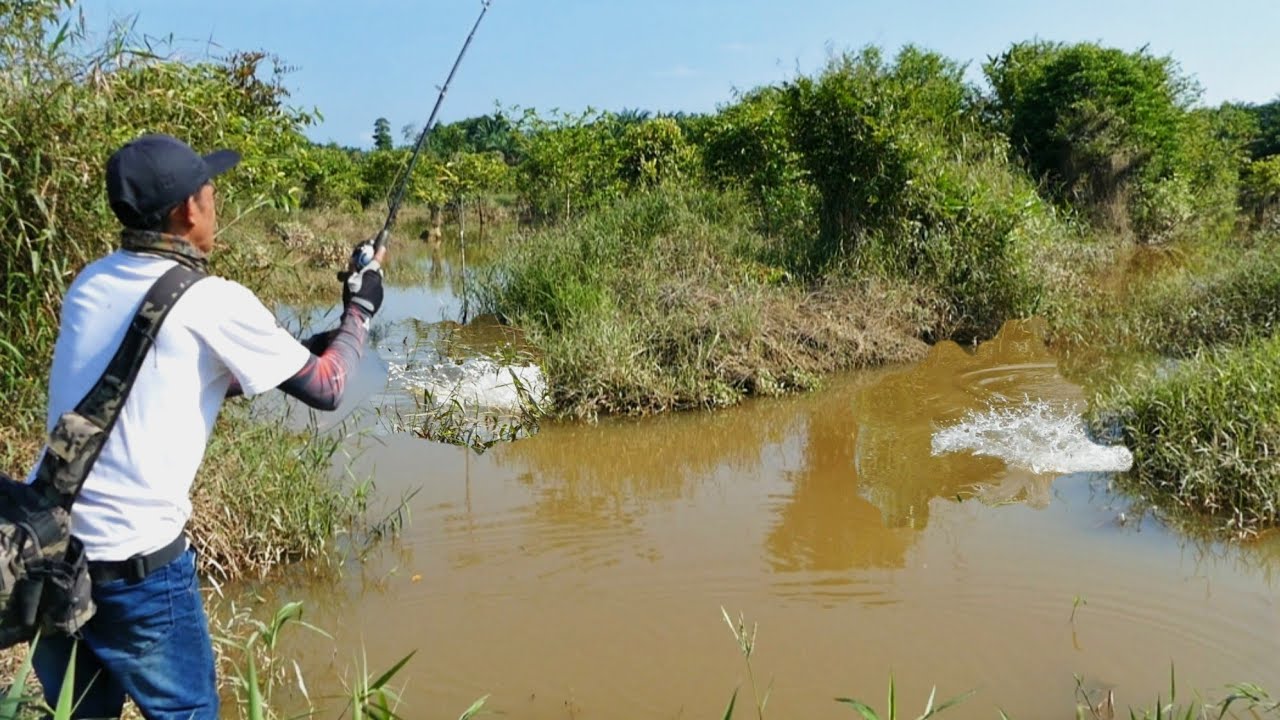 GAK SANGKA! Mancing ikan disini isinya babon semua pak | casting gabus