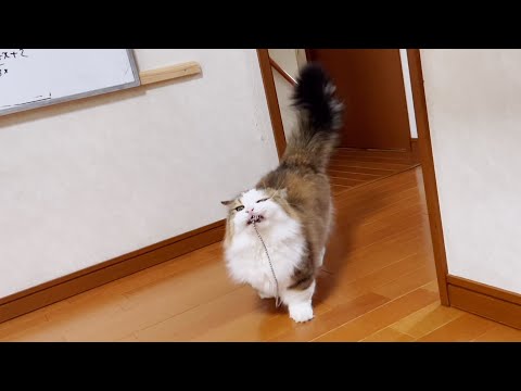 鎖が床につかないように頑張る猫