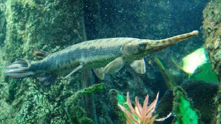 Beautiful Freshwater Fishes (Pungacius Cat, Gaint Gourami, Devil, Butter, Long nose Gar Fish) Videos