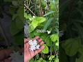 mogra #garden #easyfarming #plants #gardening #trending #nature #mogra #flowers #shorts #viral