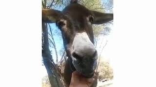 Eşşegi̇ Ni̇ye Kariştiriyosunuz Eşek Olu Eşek