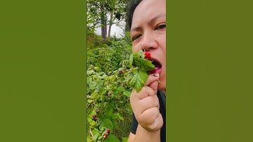 Thumbnail of Wild Raspberry ❤️#shortvideo  #love #shortsfeed  #shorts #wildberry #music #instrumental