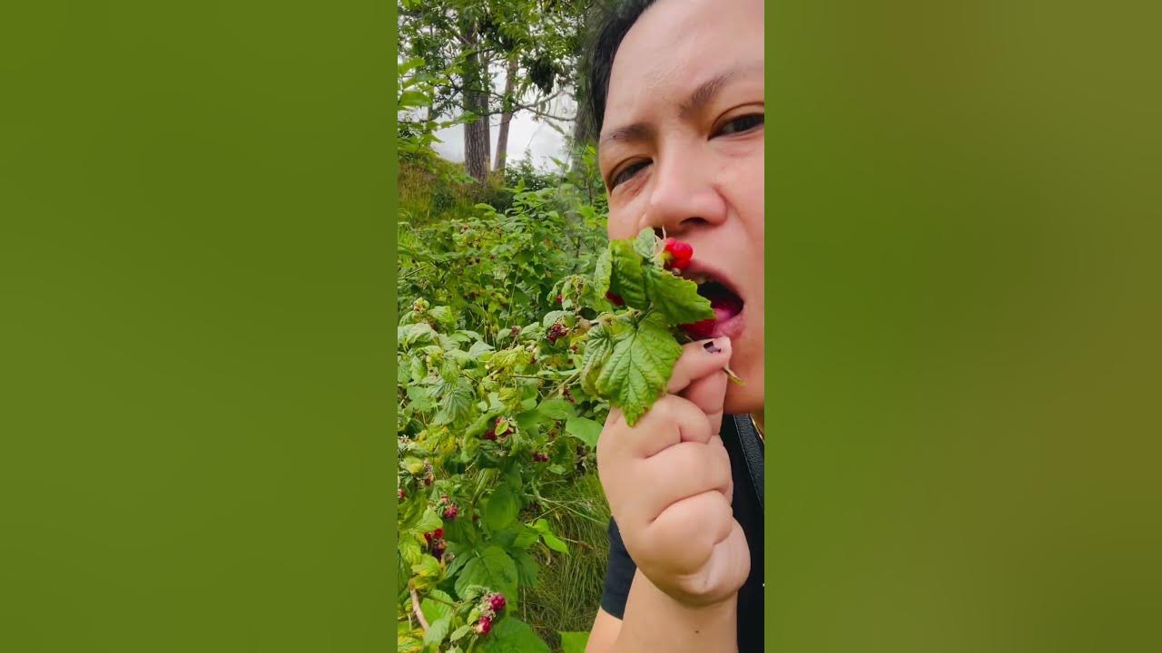 Wild Raspberry ❤️#shortvideo  #love #shortsfeed  #shorts #wildberry #music #instrumental