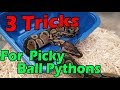 Getting a Picky Ball Python to Eat!