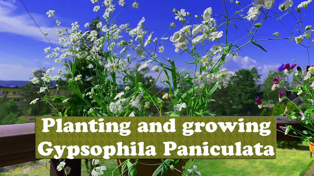 Gypsophila Paniculata
