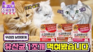 츄르명가 이나바에서 만든 유산균 사료!🐺💖선착순 이벤트 진행중!ㅣ이나바X스웩마켓