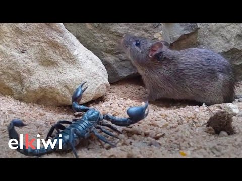 The fierce battle between a mouse and a scorpion