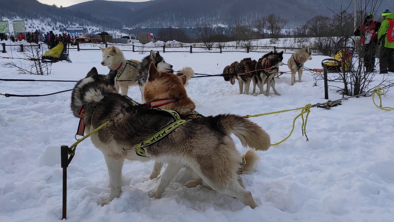 Волга окунь квест