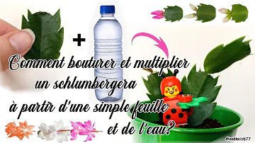 Quand bouturer schlumbergera ?