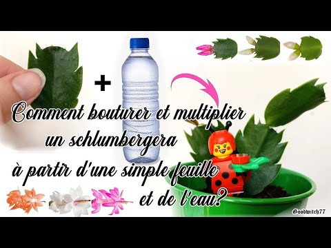 Bouturer le schlumbergera. Comment multiplier le cactus de noël avec 1 feuille + eau -succulente