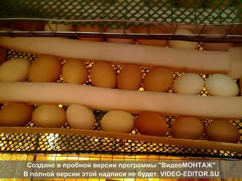 Инкубатор своими руками/просто,быстро\самодельный инкубатор