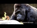 Meet Ivan - A Gorilla's Story