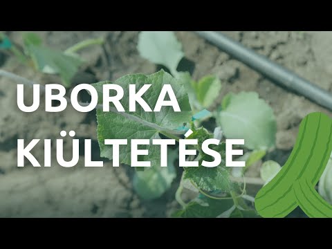 Videó: Az uborka megfelelő gondozása a jó termés garanciája