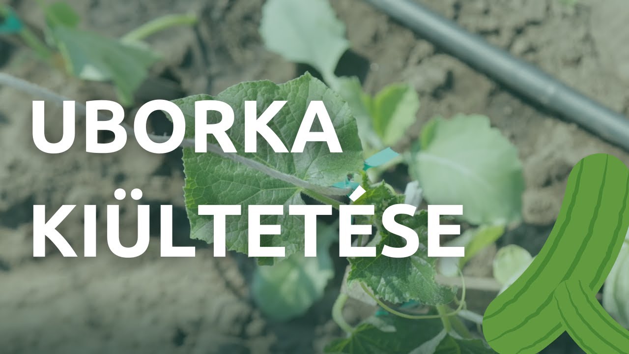 Az uborka kiültetése és nevelése