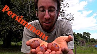The Tastiest Wild Fruits! Persimmons