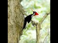 Recent Ivory-billed Woodpecker Sightings
