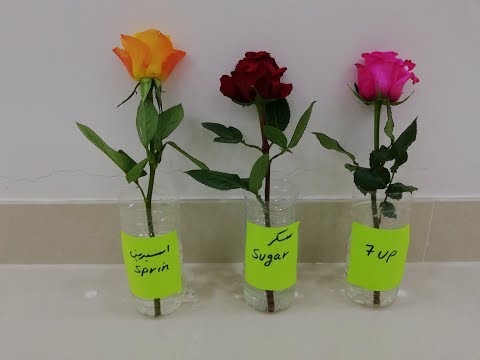 فيديو: كيف ينمو الأزهار الجميلة 