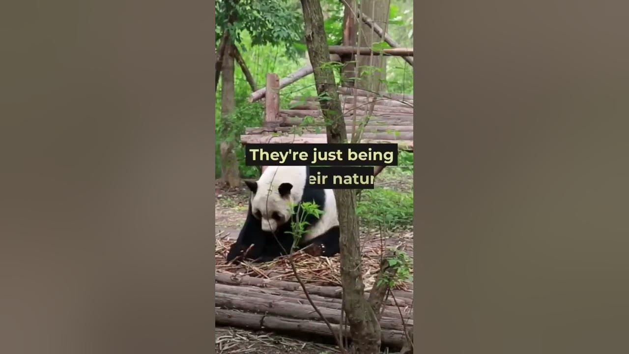 A group of pandas is called an "embarrassment." #viral #youtubeshorts #