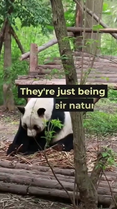 A group of pandas is called an "embarrassment." #viral #youtubeshorts #