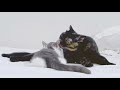 【さばちゃん18】さばちゃんの特別な時間 母猫の愛情