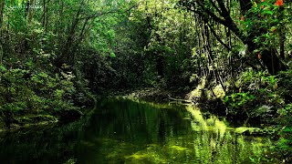 Beautiful stream of water in the middle of the forest. birds chirping. relaxing forest space. ASMR