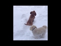 Basset Hound Playing in the Snow