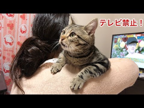 テレビに集中している妹を邪魔して構ってアピールしに来た猫w